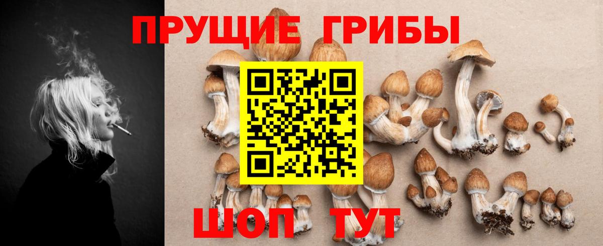Карабулак  Псилоцибиновые грибы Cubensis  Вход с VPN 